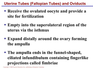 Copyright © 2004 Pearson Education, Inc., publishing as Benjamin Cummings
Uterine Tubes (Fallopian Tubes) and Oviducts
▪ Receive the ovulated oocyte and provide a
site for fertilization
▪ Empty into the superolateral region of the
uterus via the isthmus
▪ Expand distally around the ovary forming
the ampulla
▪ The ampulla ends in the funnel-shaped,
ciliated infundibulum containing fingerlike
projections called fimbriae
 