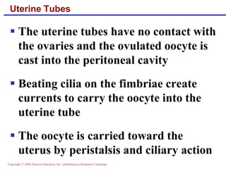 Copyright © 2004 Pearson Education, Inc., publishing as Benjamin Cummings
Uterine Tubes
▪ The uterine tubes have no contact with
the ovaries and the ovulated oocyte is
cast into the peritoneal cavity
▪ Beating cilia on the fimbriae create
currents to carry the oocyte into the
uterine tube
▪ The oocyte is carried toward the
uterus by peristalsis and ciliary action
 