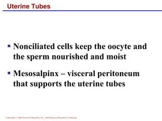 Copyright © 2004 Pearson Education, Inc., publishing as Benjamin Cummings
Uterine Tubes
▪ Nonciliated cells keep the oocyte and
the sperm nourished and moist
▪ Mesosalpinx – visceral peritoneum
that supports the uterine tubes
 