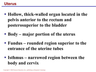 Copyright © 2004 Pearson Education, Inc., publishing as Benjamin Cummings
Uterus
▪ Hollow, thick-walled organ located in the
pelvis anterior to the rectum and
posterosuperior to the bladder
▪ Body – major portion of the uterus
▪ Fundus – rounded region superior to the
entrance of the uterine tubes
▪ Isthmus – narrowed region between the
body and cervix
 