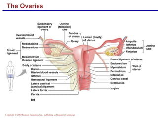 Copyright © 2004 Pearson Education, Inc., publishing as Benjamin Cummings
The Ovaries
 