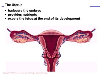 Copyright © 2004 Pearson Education, Inc., publishing as Benjamin Cummings
The Uterus
• harbours the embryo
• provides nutrients
• expels the fetus at the end of its development
 