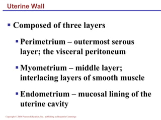 Copyright © 2004 Pearson Education, Inc., publishing as Benjamin Cummings
Uterine Wall
▪ Composed of three layers
▪ Perimetrium – outermost serous
layer; the visceral peritoneum
▪ Myometrium – middle layer;
interlacing layers of smooth muscle
▪ Endometrium – mucosal lining of the
uterine cavity
 