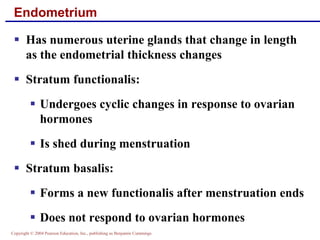 Copyright © 2004 Pearson Education, Inc., publishing as Benjamin Cummings
Endometrium
▪ Has numerous uterine glands that change in length
as the endometrial thickness changes
▪ Stratum functionalis:
▪ Undergoes cyclic changes in response to ovarian
hormones
▪ Is shed during menstruation
▪ Stratum basalis:
▪ Forms a new functionalis after menstruation ends
▪ Does not respond to ovarian hormones
 