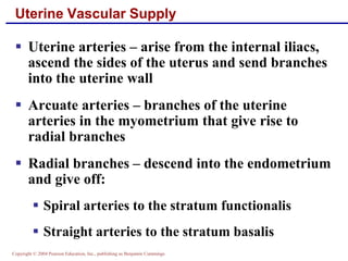 Copyright © 2004 Pearson Education, Inc., publishing as Benjamin Cummings
Uterine Vascular Supply
▪ Uterine arteries – arise from the internal iliacs,
ascend the sides of the uterus and send branches
into the uterine wall
▪ Arcuate arteries – branches of the uterine
arteries in the myometrium that give rise to
radial branches
▪ Radial branches – descend into the endometrium
and give off:
▪ Spiral arteries to the stratum functionalis
▪ Straight arteries to the stratum basalis
 