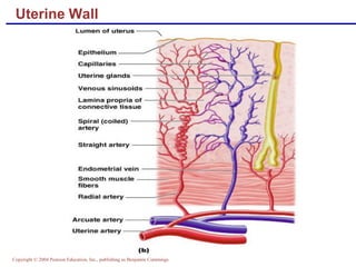 Copyright © 2004 Pearson Education, Inc., publishing as Benjamin Cummings
Uterine Wall
 
