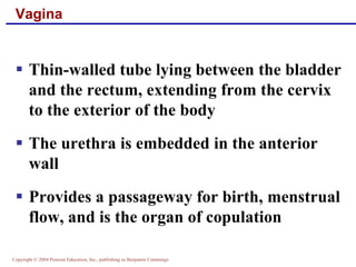 Copyright © 2004 Pearson Education, Inc., publishing as Benjamin Cummings
Vagina
▪ Thin-walled tube lying between the bladder
and the rectum, extending from the cervix
to the exterior of the body
▪ The urethra is embedded in the anterior
wall
▪ Provides a passageway for birth, menstrual
flow, and is the organ of copulation
 