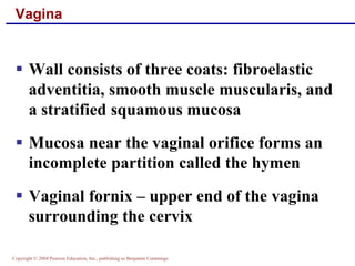 Copyright © 2004 Pearson Education, Inc., publishing as Benjamin Cummings
Vagina
▪ Wall consists of three coats: fibroelastic
adventitia, smooth muscle muscularis, and
a stratified squamous mucosa
▪ Mucosa near the vaginal orifice forms an
incomplete partition called the hymen
▪ Vaginal fornix – upper end of the vagina
surrounding the cervix
 