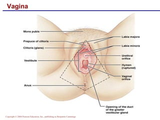 Copyright © 2004 Pearson Education, Inc., publishing as Benjamin Cummings
Vagina
 