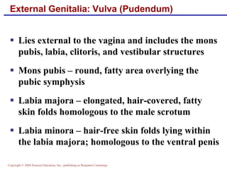 Copyright © 2004 Pearson Education, Inc., publishing as Benjamin Cummings
External Genitalia: Vulva (Pudendum)
▪ Lies external to the vagina and includes the mons
pubis, labia, clitoris, and vestibular structures
▪ Mons pubis – round, fatty area overlying the
pubic symphysis
▪ Labia majora – elongated, hair-covered, fatty
skin folds homologous to the male scrotum
▪ Labia minora – hair-free skin folds lying within
the labia majora; homologous to the ventral penis
 