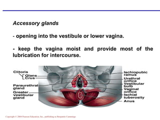 Copyright © 2004 Pearson Education, Inc., publishing as Benjamin Cummings
Accessory glands
- opening into the vestibule or lower vagina.
- keep the vagina moist and provide most of the
lubrication for intercourse.
 