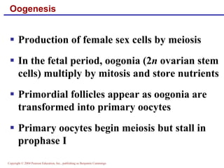 Copyright © 2004 Pearson Education, Inc., publishing as Benjamin Cummings
Oogenesis
▪ Production of female sex cells by meiosis
▪ In the fetal period, oogonia (2n ovarian stem
cells) multiply by mitosis and store nutrients
▪ Primordial follicles appear as oogonia are
transformed into primary oocytes
▪ Primary oocytes begin meiosis but stall in
prophase I
 