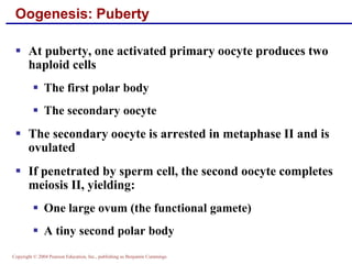 Copyright © 2004 Pearson Education, Inc., publishing as Benjamin Cummings
Oogenesis: Puberty
▪ At puberty, one activated primary oocyte produces two
haploid cells
▪ The first polar body
▪ The secondary oocyte
▪ The secondary oocyte is arrested in metaphase II and is
ovulated
▪ If penetrated by sperm cell, the second oocyte completes
meiosis II, yielding:
▪ One large ovum (the functional gamete)
▪ A tiny second polar body
 