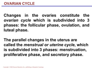 Copyright © 2004 Pearson Education, Inc., publishing as Benjamin Cummings
Changes in the ovaries constitute the
ovarian cycle which is subdivided into 3
phases: the follicular phase, ovulation, and
luteal phase.
The parallel changes in the uterus are
called the menstrual or uterine cycle, which
is subdivided into 3 phases: menstruation,
proliferative phase, and secretory phase.
OVARIAN CYCLE
 