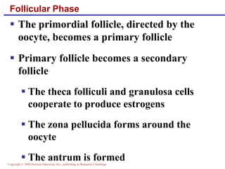 Copyright © 2004 Pearson Education, Inc., publishing as Benjamin Cummings
Follicular Phase
▪ The primordial follicle, directed by the
oocyte, becomes a primary follicle
▪ Primary follicle becomes a secondary
follicle
▪ The theca folliculi and granulosa cells
cooperate to produce estrogens
▪ The zona pellucida forms around the
oocyte
▪ The antrum is formed
 