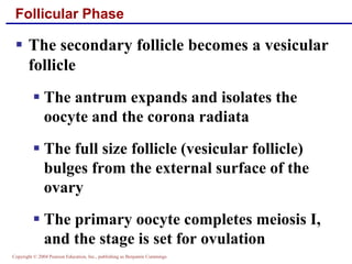 Copyright © 2004 Pearson Education, Inc., publishing as Benjamin Cummings
Follicular Phase
▪ The secondary follicle becomes a vesicular
follicle
▪ The antrum expands and isolates the
oocyte and the corona radiata
▪ The full size follicle (vesicular follicle)
bulges from the external surface of the
ovary
▪ The primary oocyte completes meiosis I,
and the stage is set for ovulation
 
