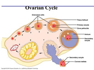 Copyright © 2004 Pearson Education, Inc., publishing as Benjamin Cummings
Ovarian Cycle
 