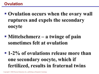 Copyright © 2004 Pearson Education, Inc., publishing as Benjamin Cummings
Ovulation
▪ Ovulation occurs when the ovary wall
ruptures and expels the secondary
oocyte
▪ Mittelschmerz – a twinge of pain
sometimes felt at ovulation
▪ 1-2% of ovulations release more than
one secondary oocyte, which if
fertilized, results in fraternal twins
 