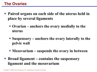 Copyright © 2004 Pearson Education, Inc., publishing as Benjamin Cummings
The Ovaries
▪ Paired organs on each side of the uterus held in
place by several ligaments
▪ Ovarian – anchors the ovary medially to the
uterus
▪ Suspensory – anchors the ovary laterally to the
pelvic wall
▪ Mesovarium – suspends the ovary in between
▪ Broad ligament – contains the suspensory
ligament and the mesovarium
 