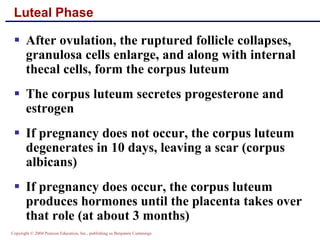 Copyright © 2004 Pearson Education, Inc., publishing as Benjamin Cummings
Luteal Phase
▪ After ovulation, the ruptured follicle collapses,
granulosa cells enlarge, and along with internal
thecal cells, form the corpus luteum
▪ The corpus luteum secretes progesterone and
estrogen
▪ If pregnancy does not occur, the corpus luteum
degenerates in 10 days, leaving a scar (corpus
albicans)
▪ If pregnancy does occur, the corpus luteum
produces hormones until the placenta takes over
that role (at about 3 months)
 