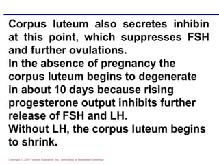 Copyright © 2004 Pearson Education, Inc., publishing as Benjamin Cummings
Corpus luteum also secretes inhibin
at this point, which suppresses FSH
and further ovulations.
In the absence of pregnancy the
corpus luteum begins to degenerate
in about 10 days because rising
progesterone output inhibits further
release of FSH and LH.
Without LH, the corpus luteum begins
to shrink.
 