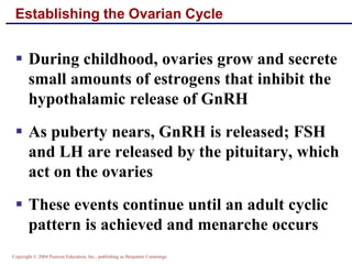 Copyright © 2004 Pearson Education, Inc., publishing as Benjamin Cummings
Establishing the Ovarian Cycle
▪ During childhood, ovaries grow and secrete
small amounts of estrogens that inhibit the
hypothalamic release of GnRH
▪ As puberty nears, GnRH is released; FSH
and LH are released by the pituitary, which
act on the ovaries
▪ These events continue until an adult cyclic
pattern is achieved and menarche occurs
 