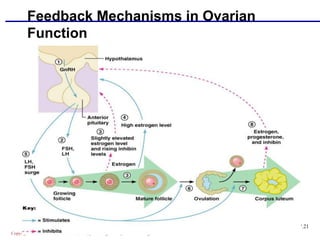 Copyright © 2004 Pearson Education, Inc., publishing as Benjamin Cummings
Feedback Mechanisms in Ovarian
Function
Figure 27.21
 