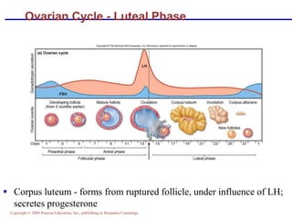 Copyright © 2004 Pearson Education, Inc., publishing as Benjamin Cummings
Ovarian Cycle - Luteal Phase
▪ Corpus luteum - forms from ruptured follicle, under influence of LH;
secretes progesterone
 