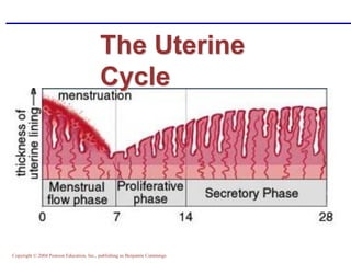 Copyright © 2004 Pearson Education, Inc., publishing as Benjamin Cummings
The Uterine
Cycle
 