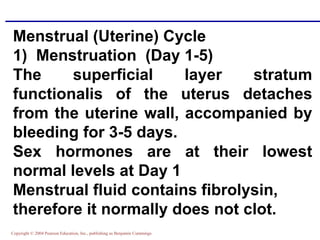 Copyright © 2004 Pearson Education, Inc., publishing as Benjamin Cummings
Menstrual (Uterine) Cycle
1) Menstruation (Day 1-5)
The superficial layer stratum
functionalis of the uterus detaches
from the uterine wall, accompanied by
bleeding for 3-5 days.
Sex hormones are at their lowest
normal levels at Day 1
Menstrual fluid contains fibrolysin,
therefore it normally does not clot.
 