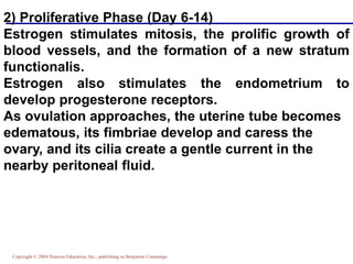 Copyright © 2004 Pearson Education, Inc., publishing as Benjamin Cummings
2) Proliferative Phase (Day 6-14)
Estrogen stimulates mitosis, the prolific growth of
blood vessels, and the formation of a new stratum
functionalis.
Estrogen also stimulates the endometrium to
develop progesterone receptors.
As ovulation approaches, the uterine tube becomes
edematous, its fimbriae develop and caress the
ovary, and its cilia create a gentle current in the
nearby peritoneal fluid.
 