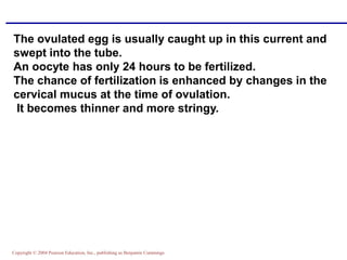 Copyright © 2004 Pearson Education, Inc., publishing as Benjamin Cummings
The ovulated egg is usually caught up in this current and
swept into the tube.
An oocyte has only 24 hours to be fertilized.
The chance of fertilization is enhanced by changes in the
cervical mucus at the time of ovulation.
It becomes thinner and more stringy.
 