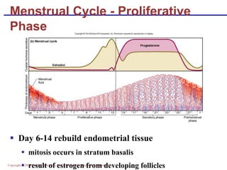 Copyright © 2004 Pearson Education, Inc., publishing as Benjamin Cummings
Menstrual Cycle - Proliferative
Phase
▪ Day 6-14 rebuild endometrial tissue
▪ mitosis occurs in stratum basalis
▪ result of estrogen from developing follicles
 