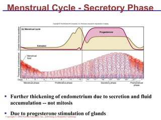 Copyright © 2004 Pearson Education, Inc., publishing as Benjamin Cummings
▪ Further thickening of endometrium due to secretion and fluid
accumulation -- not mitosis
▪ Due to progesterone stimulation of glands
Menstrual Cycle - Secretory Phase
 
