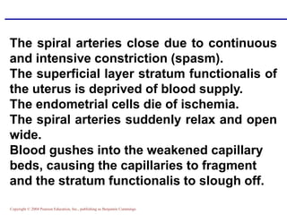 Copyright © 2004 Pearson Education, Inc., publishing as Benjamin Cummings
The spiral arteries close due to continuous
and intensive constriction (spasm).
The superficial layer stratum functionalis of
the uterus is deprived of blood supply.
The endometrial cells die of ischemia.
The spiral arteries suddenly relax and open
wide.
Blood gushes into the weakened capillary
beds, causing the capillaries to fragment
and the stratum functionalis to slough off.
 