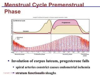Copyright © 2004 Pearson Education, Inc., publishing as Benjamin Cummings
Menstrual Cycle Premenstrual
Phase
▪ Involution of corpus luteum, progesterone falls
▪ spiral arteries constrict causes endometrial ischemia
▪ stratum functionalis sloughs
 