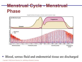 Copyright © 2004 Pearson Education, Inc., publishing as Benjamin Cummings
Menstrual Cycle - Menstrual
Phase
▪ Blood, serous fluid and endometrial tissue are discharged
 