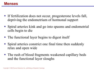 Copyright © 2004 Pearson Education, Inc., publishing as Benjamin Cummings
Menses
▪ If fertilization does not occur, progesterone levels fall,
depriving the endometrium of hormonal support
▪ Spiral arteries kink and go into spasms and endometrial
cells begin to die
▪ The functional layer begins to digest itself
▪ Spiral arteries constrict one final time then suddenly
relax and open wide
▪ The rush of blood fragments weakened capillary beds
and the functional layer sloughs
 
