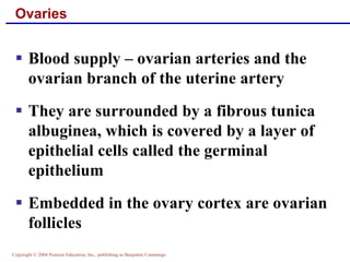 Copyright © 2004 Pearson Education, Inc., publishing as Benjamin Cummings
Ovaries
▪ Blood supply – ovarian arteries and the
ovarian branch of the uterine artery
▪ They are surrounded by a fibrous tunica
albuginea, which is covered by a layer of
epithelial cells called the germinal
epithelium
▪ Embedded in the ovary cortex are ovarian
follicles
 