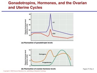 Copyright © 2004 Pearson Education, Inc., publishing as Benjamin Cummings
Figure 27.22a, b
Gonadotropins, Hormones, and the Ovarian
and Uterine Cycles
 