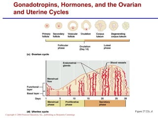 Copyright © 2004 Pearson Education, Inc., publishing as Benjamin Cummings
Figure 27.22c, d
Gonadotropins, Hormones, and the Ovarian
and Uterine Cycles
 