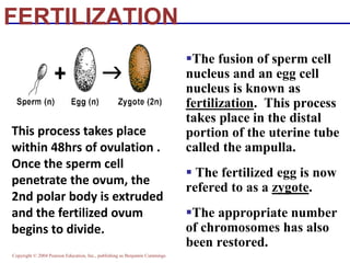 Copyright © 2004 Pearson Education, Inc., publishing as Benjamin Cummings
FERTILIZATION
▪The fusion of sperm cell
nucleus and an egg cell
nucleus is known as
fertilization. This process
takes place in the distal
portion of the uterine tube
called the ampulla.
▪ The fertilized egg is now
refered to as a zygote.
▪The appropriate number
of chromosomes has also
been restored.
This process takes place
within 48hrs of ovulation .
Once the sperm cell
penetrate the ovum, the
2nd polar body is extruded
and the fertilized ovum
begins to divide.
 