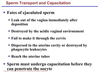Copyright © 2004 Pearson Education, Inc., publishing as Benjamin Cummings
Sperm Transport and Capacitation
▪ Fates of ejaculated sperm
▪ Leak out of the vagina immediately after
deposition
▪ Destroyed by the acidic vaginal environment
▪ Fail to make it through the cervix
▪ Dispersed in the uterine cavity or destroyed by
phagocytic leukocytes
▪ Reach the uterine tubes
▪ Sperm must undergo capacitation before they
can penetrate the oocyte
 
