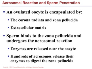 Copyright © 2004 Pearson Education, Inc., publishing as Benjamin Cummings
Acrosomal Reaction and Sperm Penetration
▪ An ovulated oocyte is encapsulated by:
▪ The corona radiata and zona pellucida
▪ Extracellular matrix
▪ Sperm binds to the zona pellucida and
undergoes the acrosomal reaction
▪ Enzymes are released near the oocyte
▪ Hundreds of acrosomes release their
enzymes to digest the zona pellucida
 