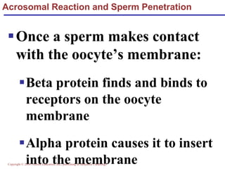 Copyright © 2004 Pearson Education, Inc., publishing as Benjamin Cummings
Acrosomal Reaction and Sperm Penetration
▪Once a sperm makes contact
with the oocyte’s membrane:
▪Beta protein finds and binds to
receptors on the oocyte
membrane
▪Alpha protein causes it to insert
into the membrane
 