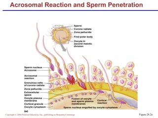 Copyright © 2004 Pearson Education, Inc., publishing as Benjamin Cummings
Acrosomal Reaction and Sperm Penetration
Figure 28.2a
 