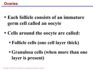 Copyright © 2004 Pearson Education, Inc., publishing as Benjamin Cummings
Ovaries
▪ Each follicle consists of an immature
germ cell called an oocyte
▪ Cells around the oocyte are called:
▪ Follicle cells (one cell layer thick)
▪ Granulosa cells (when more than one
layer is present)
 