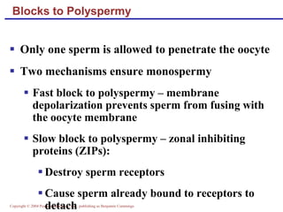 Copyright © 2004 Pearson Education, Inc., publishing as Benjamin Cummings
Blocks to Polyspermy
▪ Only one sperm is allowed to penetrate the oocyte
▪ Two mechanisms ensure monospermy
▪ Fast block to polyspermy – membrane
depolarization prevents sperm from fusing with
the oocyte membrane
▪ Slow block to polyspermy – zonal inhibiting
proteins (ZIPs):
▪ Destroy sperm receptors
▪ Cause sperm already bound to receptors to
detach
 