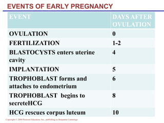 Copyright © 2004 Pearson Education, Inc., publishing as Benjamin Cummings
EVENTS OF EARLY PREGNANCY
EVENT DAYS AFTER
OVULATION
OVULATION 0
FERTILIZATION 1-2
BLASTOCYSTS enters uterine
cavity
4
IMPLANTATION 5
TROPHOBLAST forms and
attaches to endometrium
6
TROPHOBLAST begins to
secreteHCG
8
HCG rescues corpus luteum 10
 