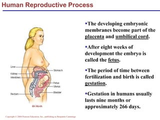 Copyright © 2004 Pearson Education, Inc., publishing as Benjamin Cummings
Human Reproductive Process
▪The developing embryonic
membranes become part of the
placenta and umbilical cord.
▪After eight weeks of
development the embryo is
called the fetus.
▪The period of time between
fertilization and birth is called
gestation.
▪Gestation in humans usually
lasts nine months or
approximately 266 days.
 